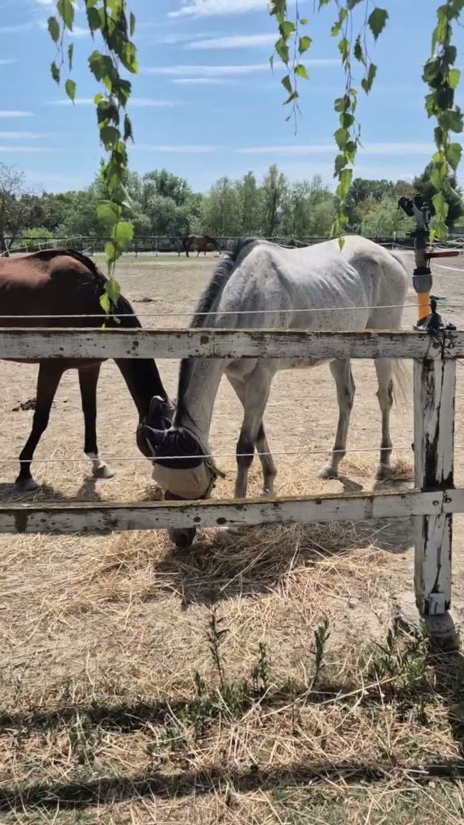 A bay and a grey horse at the paddock rail, feeding from hay spread along the fence line